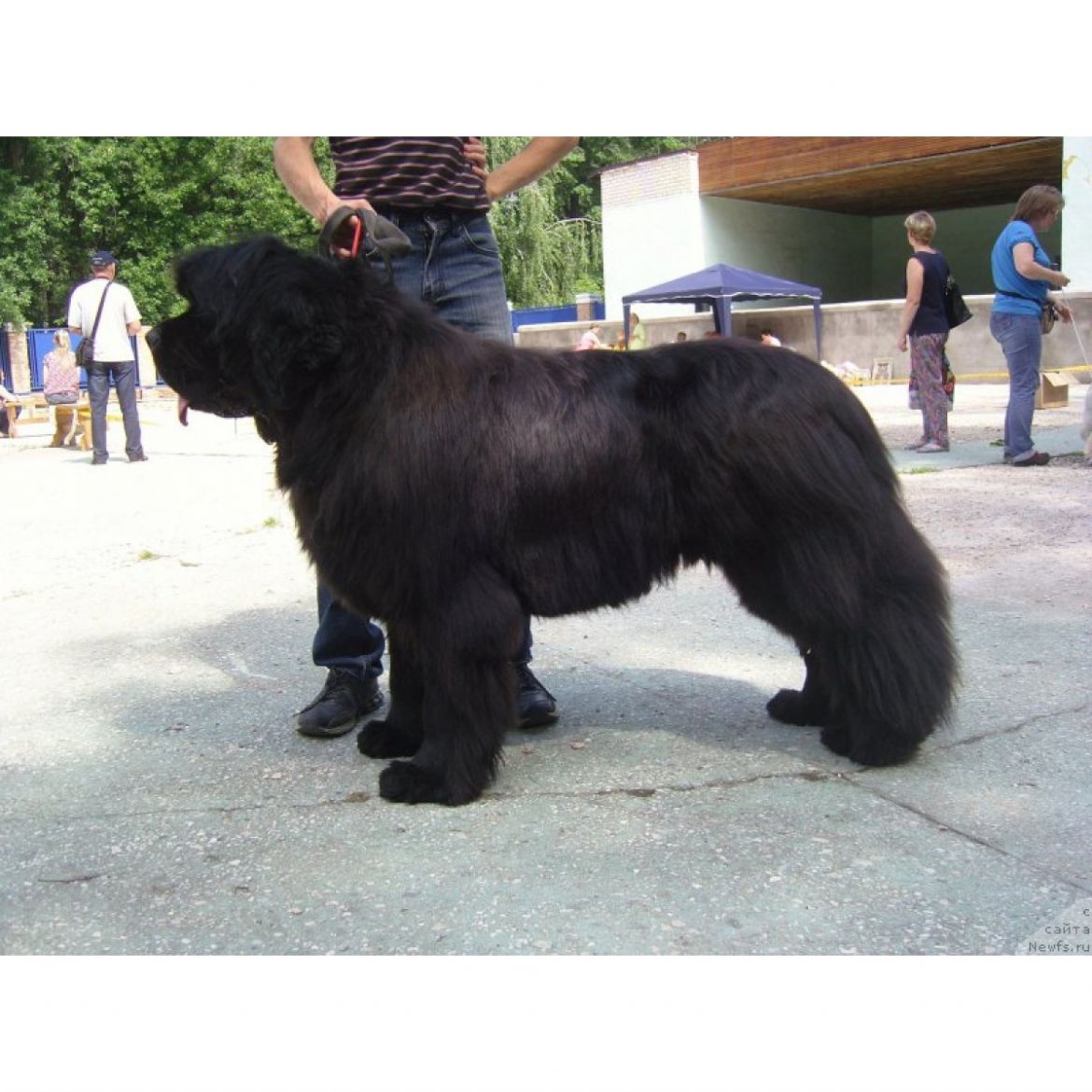 T Andschelo Orso Amarilli Mia Bella (22-09-2013)